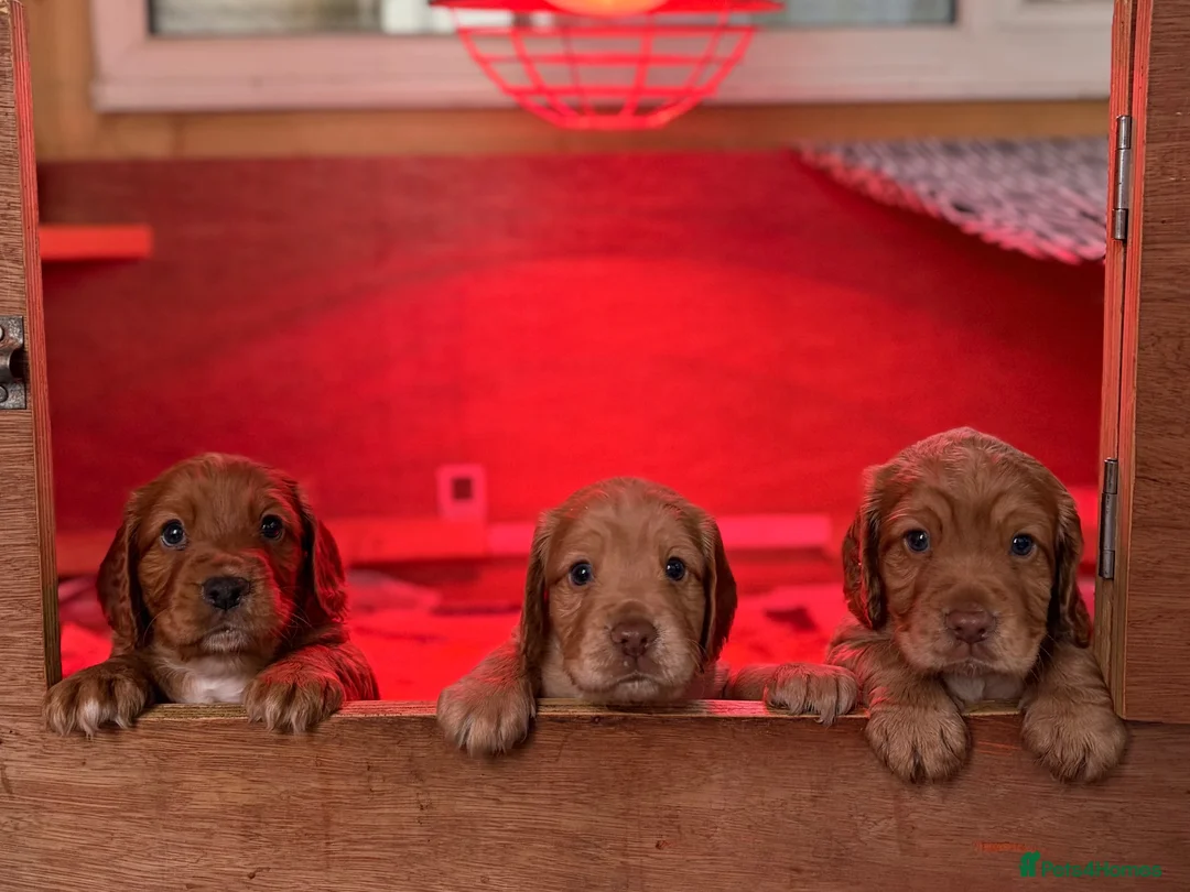 Cocker Spaniel dogs for sale: Kc reg golden Cocker puppies for sale - Advert 1