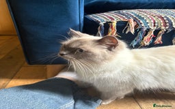 Ragdoll cats for sale: Ragdoll X ready to go! - Image 22
