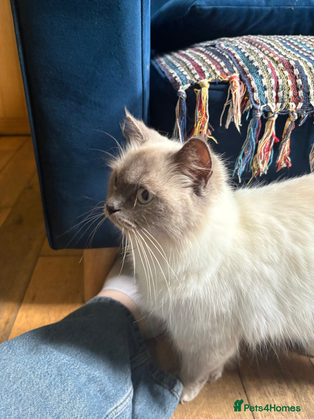 Ragdoll cats for sale: Ragdoll X ready to go! - Image 22