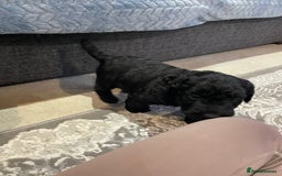Labradoodle dogs for sale: Gorgeous black labradoodles - Advert 7