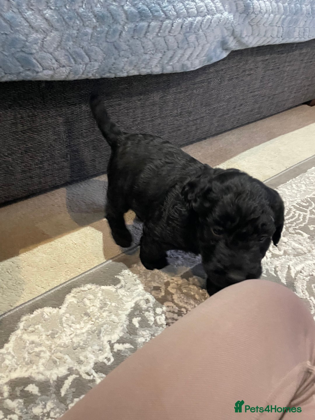 Labradoodle dogs for sale: Gorgeous black labradoodles - Advert 7