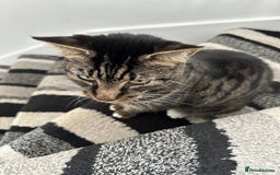 Mixed Breed cats for sale: Cat for Rehoming – Meet Eisa 🐾 - Image 4