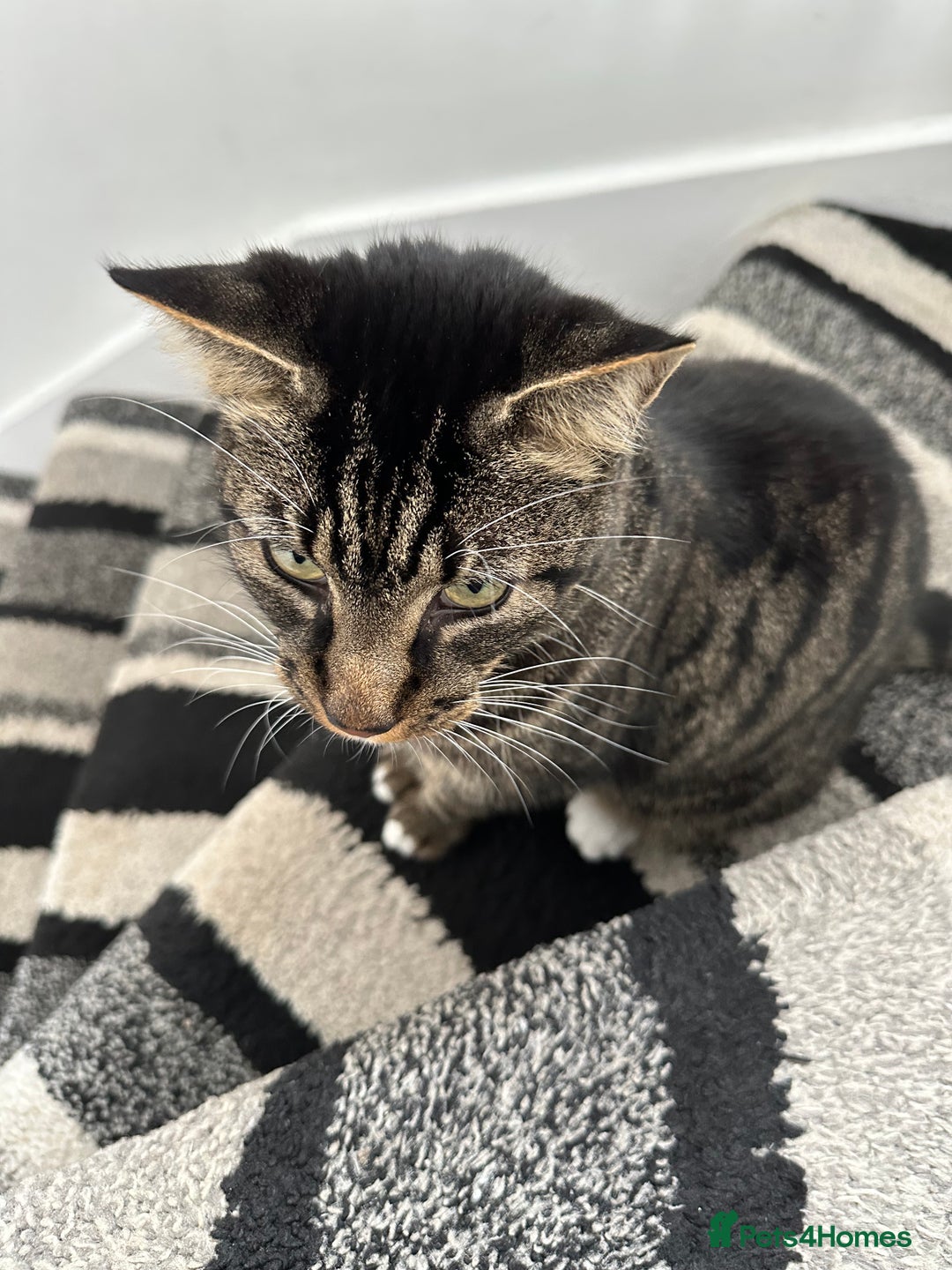 Mixed Breed cats for sale: Cat for Rehoming – Meet Eisa 🐾 - Image 4