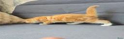 Mixed Breed cats for sale: Ginger fluffy girl for sale - Advert 10