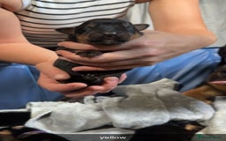 Rottweiler dogs for sale: Rottweiler puppies  - Image 15
