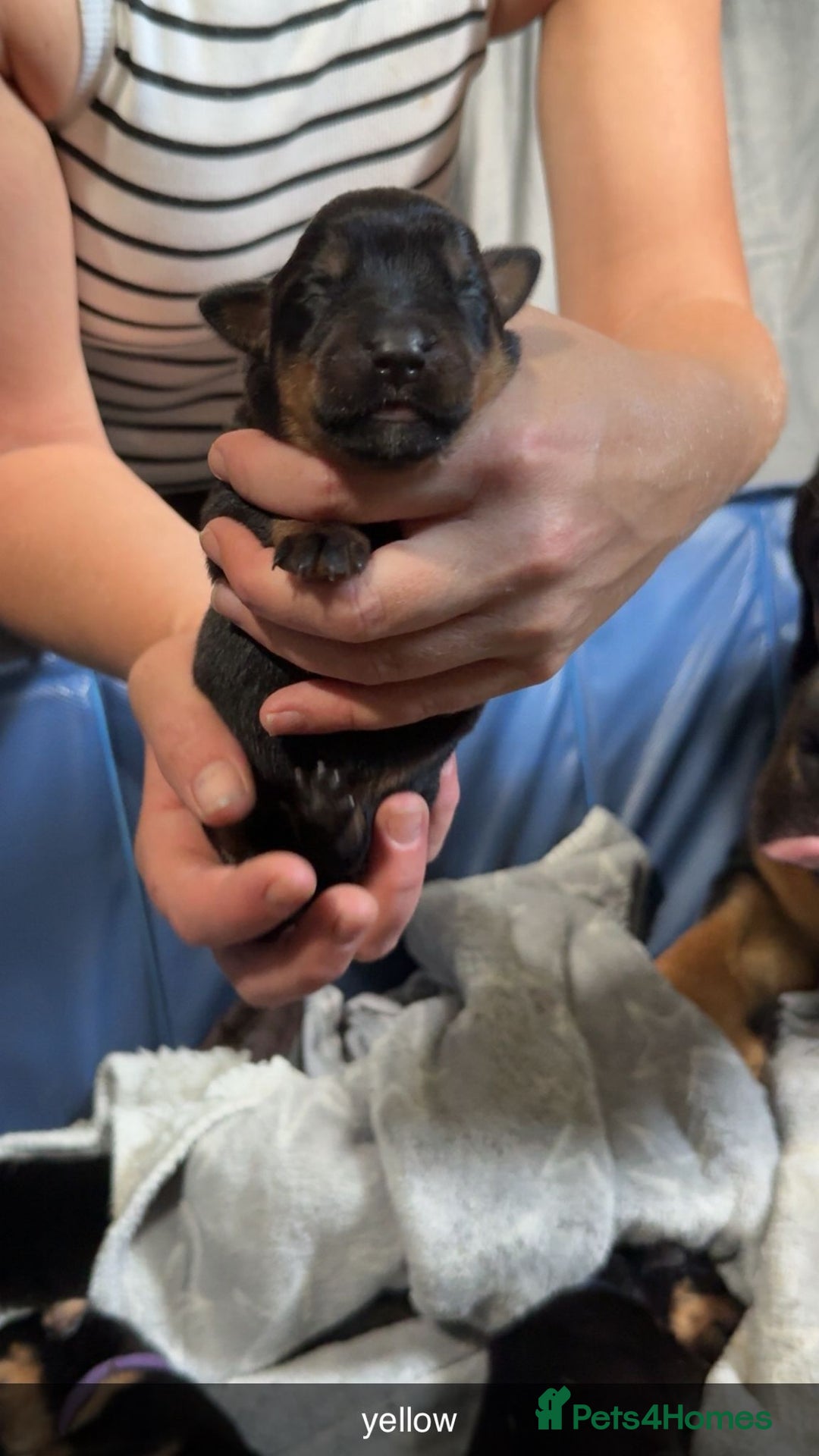 Rottweiler dogs for sale: Rottweiler puppies  - Image 15