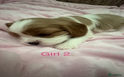Cavalier King Charles Spaniel dogs for sale: Cavalier King Charles puppies  - Image 14