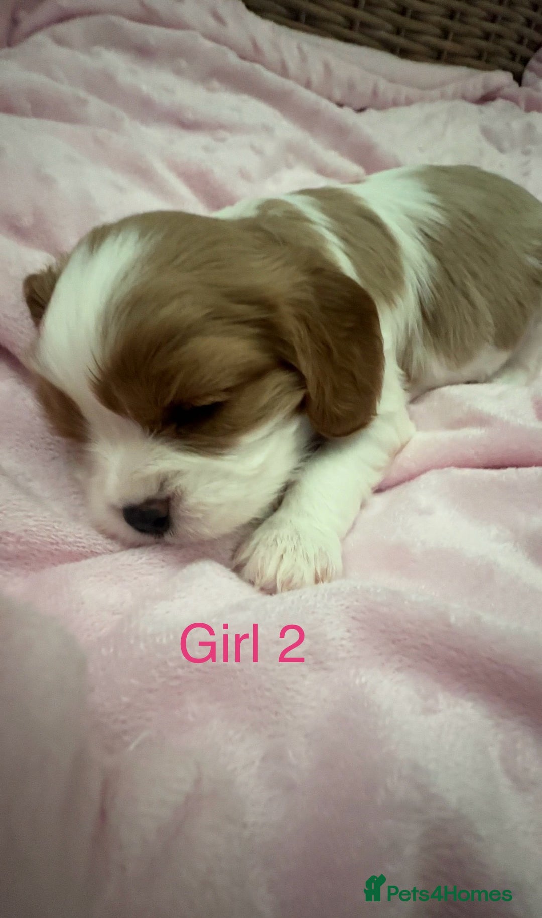 Cavalier King Charles Spaniel dogs for sale: Cavalier King Charles puppies  - Image 14