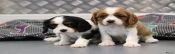 Cavalier King Charles Spaniel dogs for sale: Cavalier King Charles Puppies for sale - Advert 34