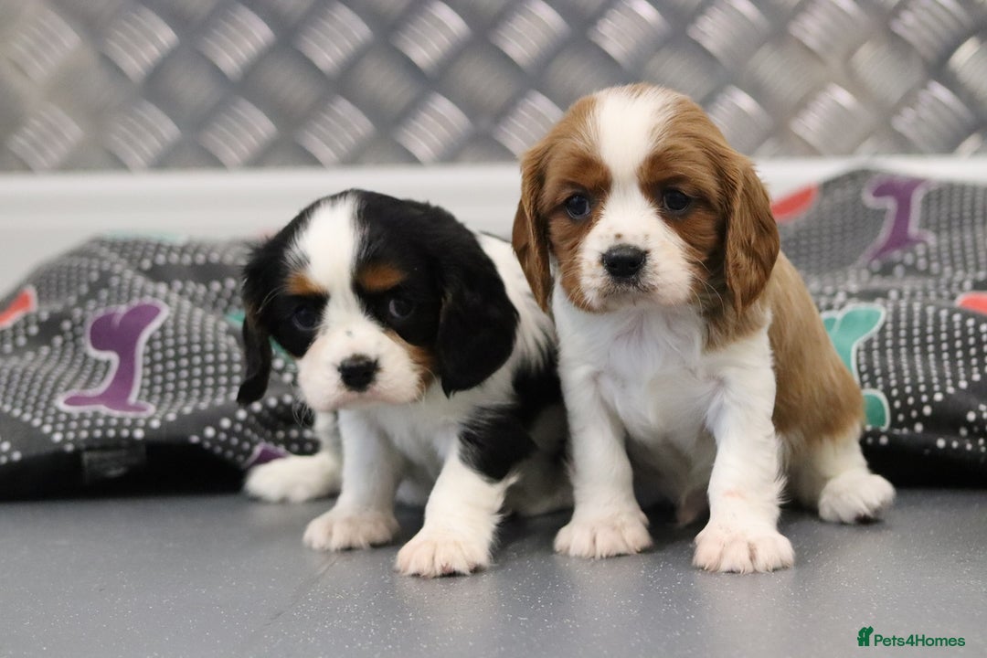 Cavalier King Charles Spaniel dogs for sale: Cavalier King Charles Puppies for sale - Advert 34