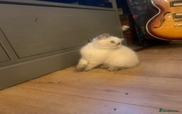 Exotic cats for sale: Exotic short hair kittens  in Church Stretton - Image 20
