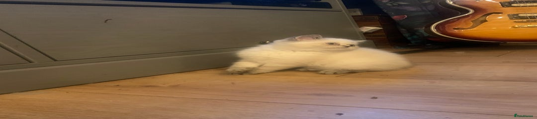 Exotic Kitten 3