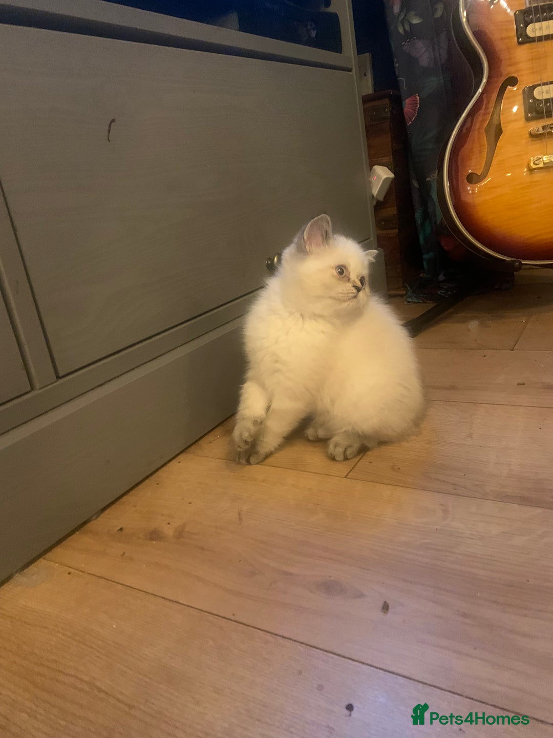 Exotic cats for sale: Exotic short hair kittens  in Church Stretton - Image 20