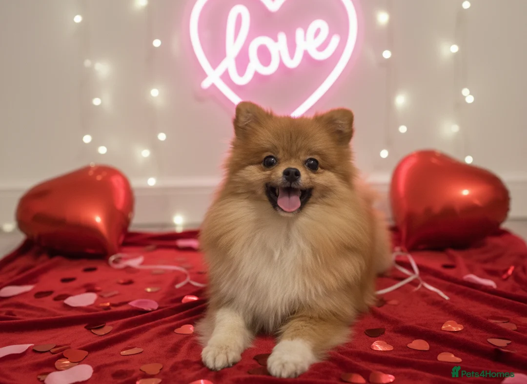 Pomeranian dogs for sale: 9 month old Pomeranian adorably happy  - Advert 2