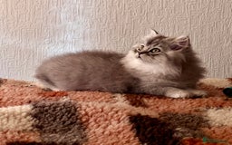 British Longhair cats for sale: We have 2 adorable Boy - Advert 6