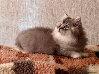 British Longhair cats TICA Registered British Long Hair Boy - Advert 1