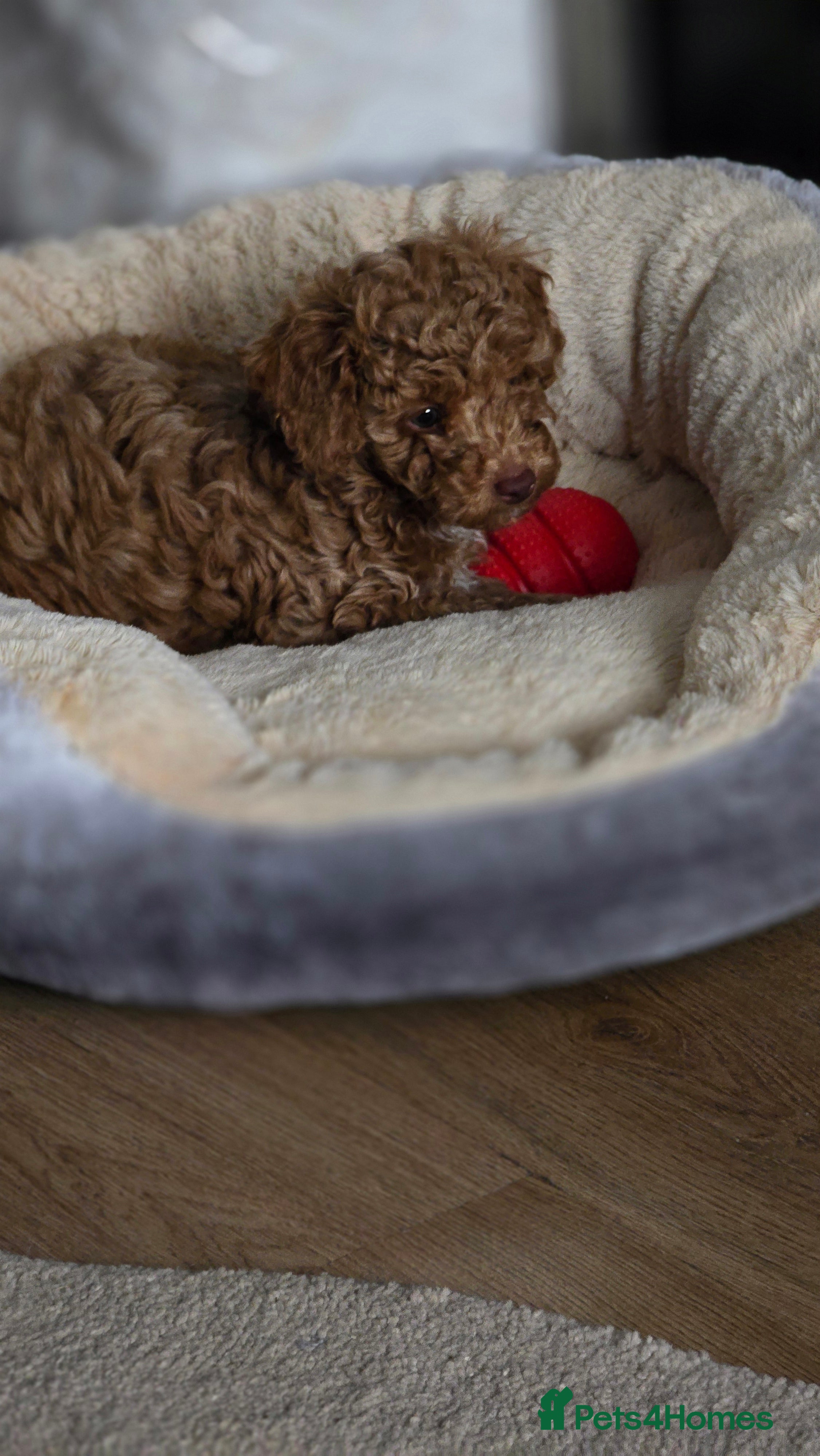 Toy Poodle dogs 🐶🐾Toy Poodle Puppies 🐾🐶 - Advert 2