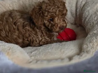 Toy Poodle dogs 🐶🐾Toy Poodle Puppies 🐾🐶 - Advert 2