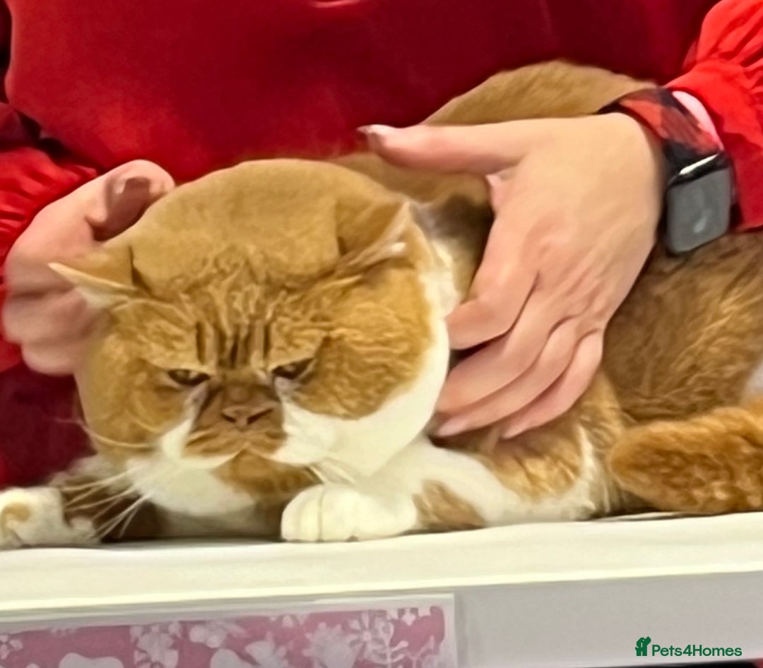 British Shorthair cats for stud: Tica CH red /white Cinnamon carrier ( limited time in Leeds - Advert 6