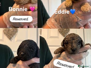 Cockapoo dogs 🌸Beautiful cockapoo puppies, ready 03 March🌸 - Advert 6