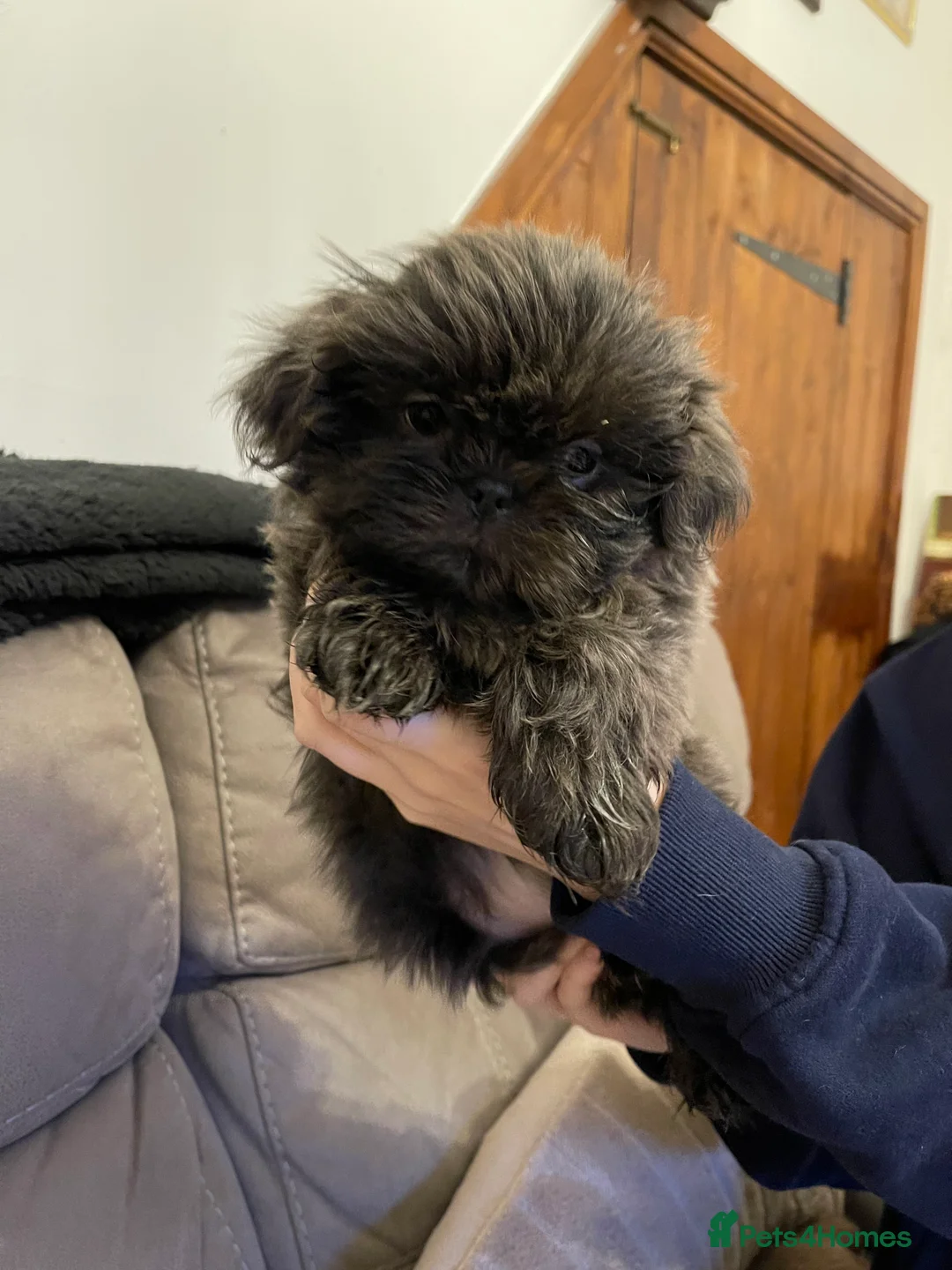 Shih Tzu dogs for sale:  imperial shihtzu dobie carriers karishishi only 2 - Advert 1