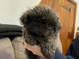 Shih Tzu dogs imperial shihtzu dobie carriers karishishi only 2 - Advert 16