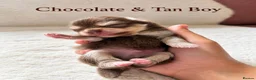 Pomeranian dogs for sale: Two Stunning Petite Pomeranian Babies  - Advert 13