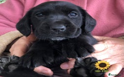 Mixed Breed dogs for sale: Outstanding sprollies pups for sale  - Image 14