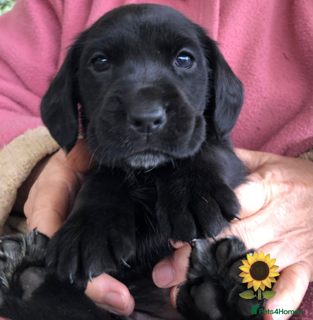Mixed Breed dogs for sale: Outstanding sprollies pups for sale  - Image 14