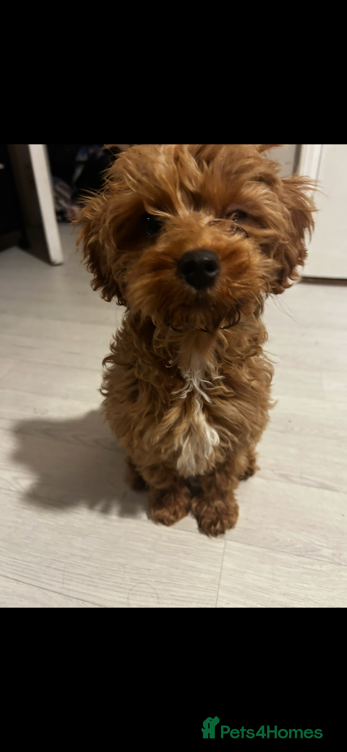 Cavapoo dogs Cavapoo Puppy Looking for Loving New Home - Advert 7