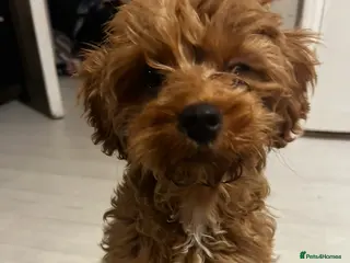 Cavapoo dogs Cavapoo Puppy Looking for Loving New Home - Advert 1