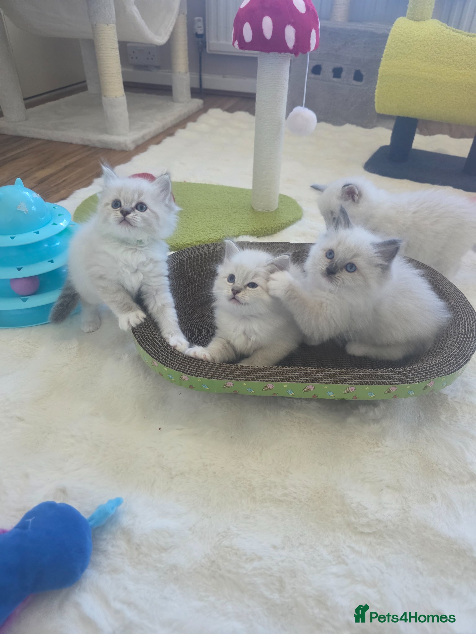 Ragdoll cats 😻Beautiful GCCF Registered Ragdoll Kittens😻 - Advert 2