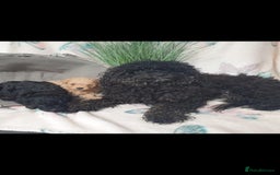 Cavapoo dogs for sale: CAVAPOO PUPPIES  - Image 3