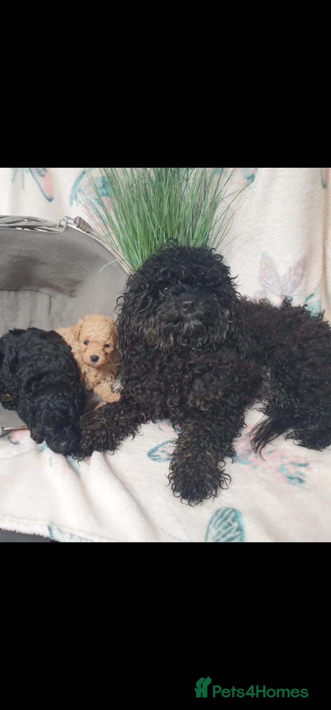 Cavapoo dogs for sale: CAVAPOO PUPPIES  - Image 3