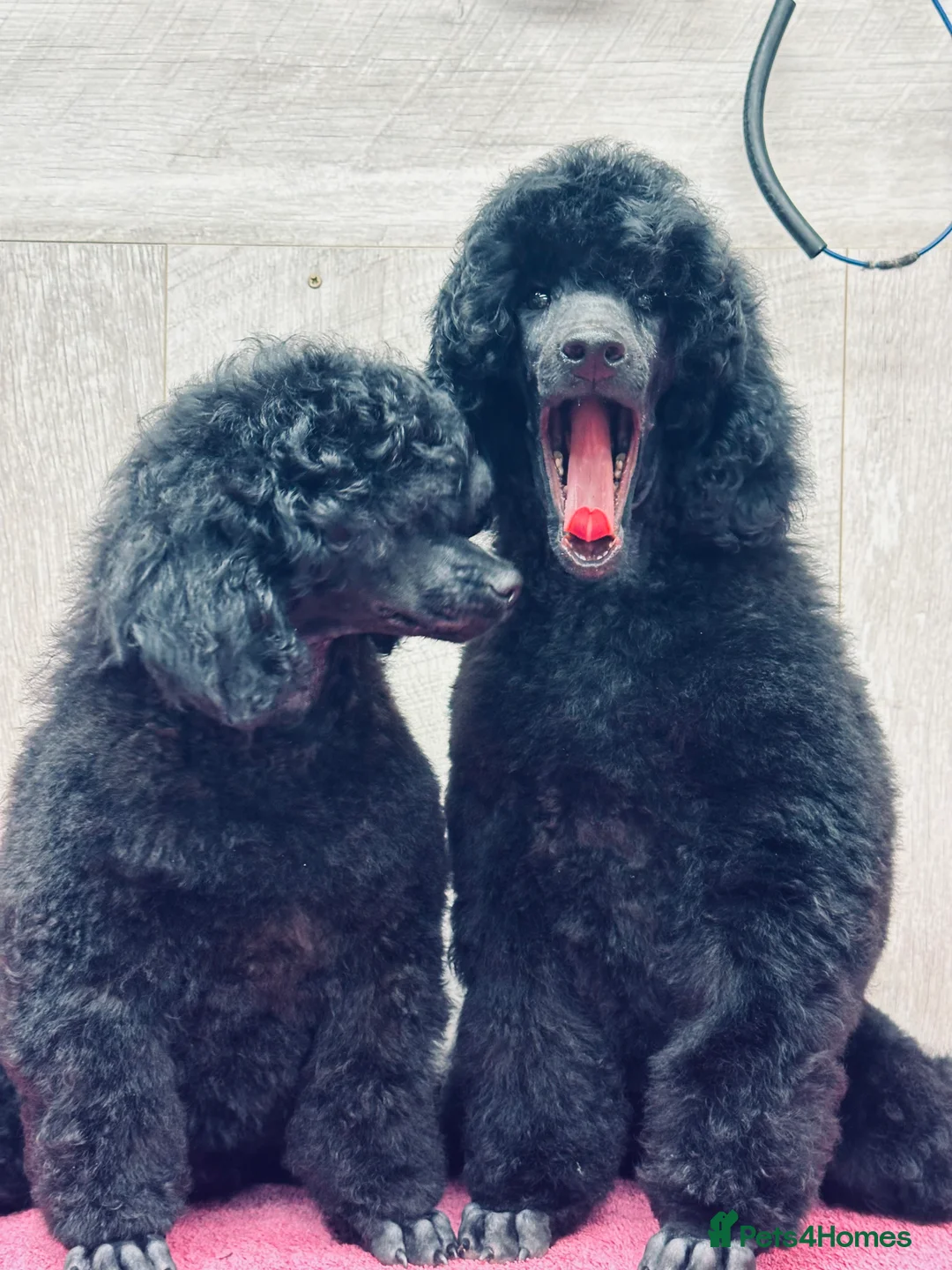 Miniature Poodle dogs for sale: Boys,Boys,Boys! Stunning Miniature Poodle Puppies - Advert 4