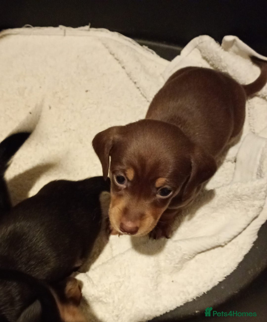 Dachshund dogs for sale: 7 long and short haired dachshunds for sale - Advert 3