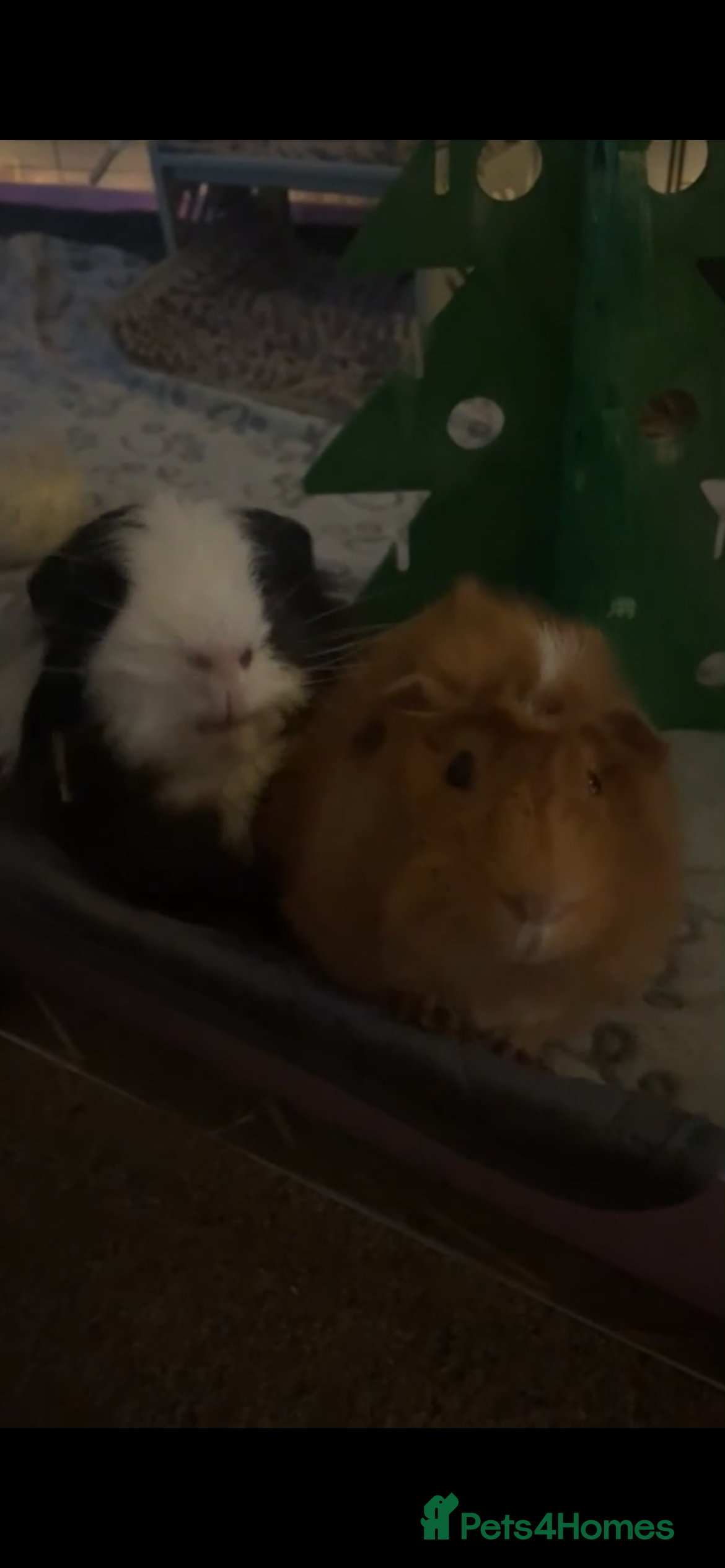 Guinea Pig rodents 2 guinea pigs - Advert 3