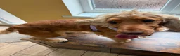 Mixed Breed dogs for adoption: ❤️SAVVY❤️ A HAPPY, AFFECTIONATE SHOW SPANIEL GIRL in Burton-on-Trent - Advert 7