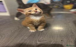 Mixed Breed cats for sale: Adorable kittens looking for a forever home  - Image 4