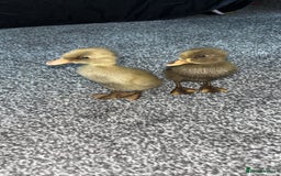 Ducks poultry for sale: Cayugas ducks  - Image 1