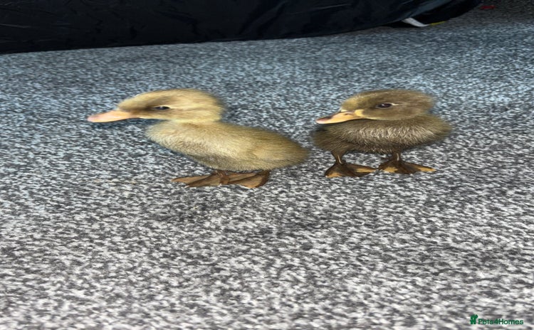 Ducks poultry - Advert 3