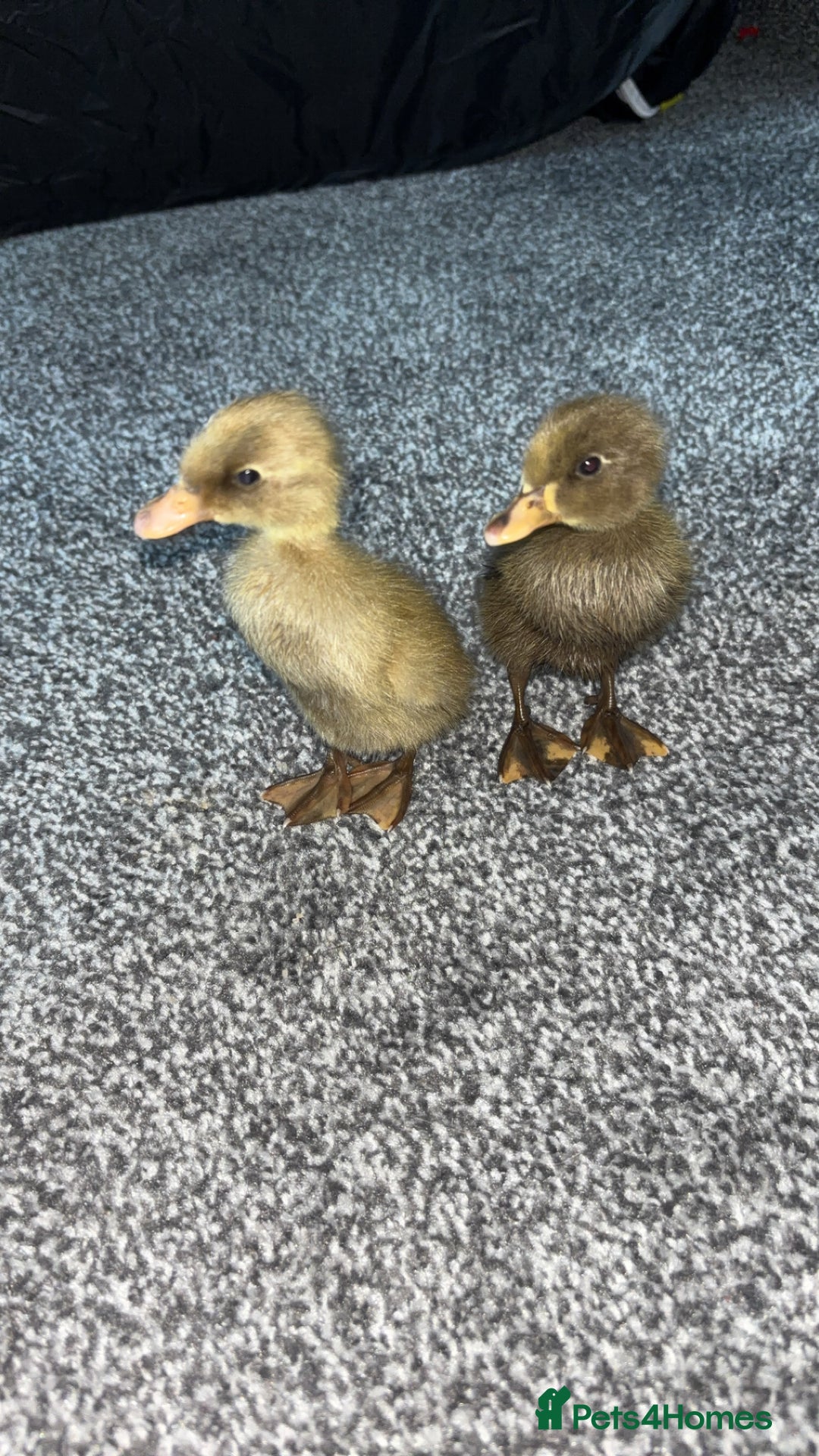 Ducks poultry for sale: Cayugas ducks  - Image 1