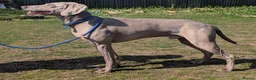 Weimaraner dogs for stud: kc reg - 100% proved exceptional weimaramer stud - Advert 2