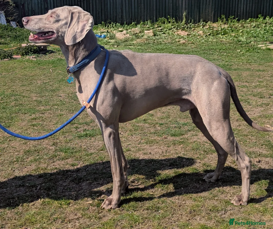 Weimaraner dogs for stud: kc reg - 100% proved exceptional weimaramer stud - Advert 2