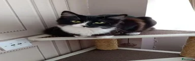 Molly 