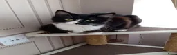 Mixed Breed cats for sale: 2 cats female and male in South Shields - Advert 2