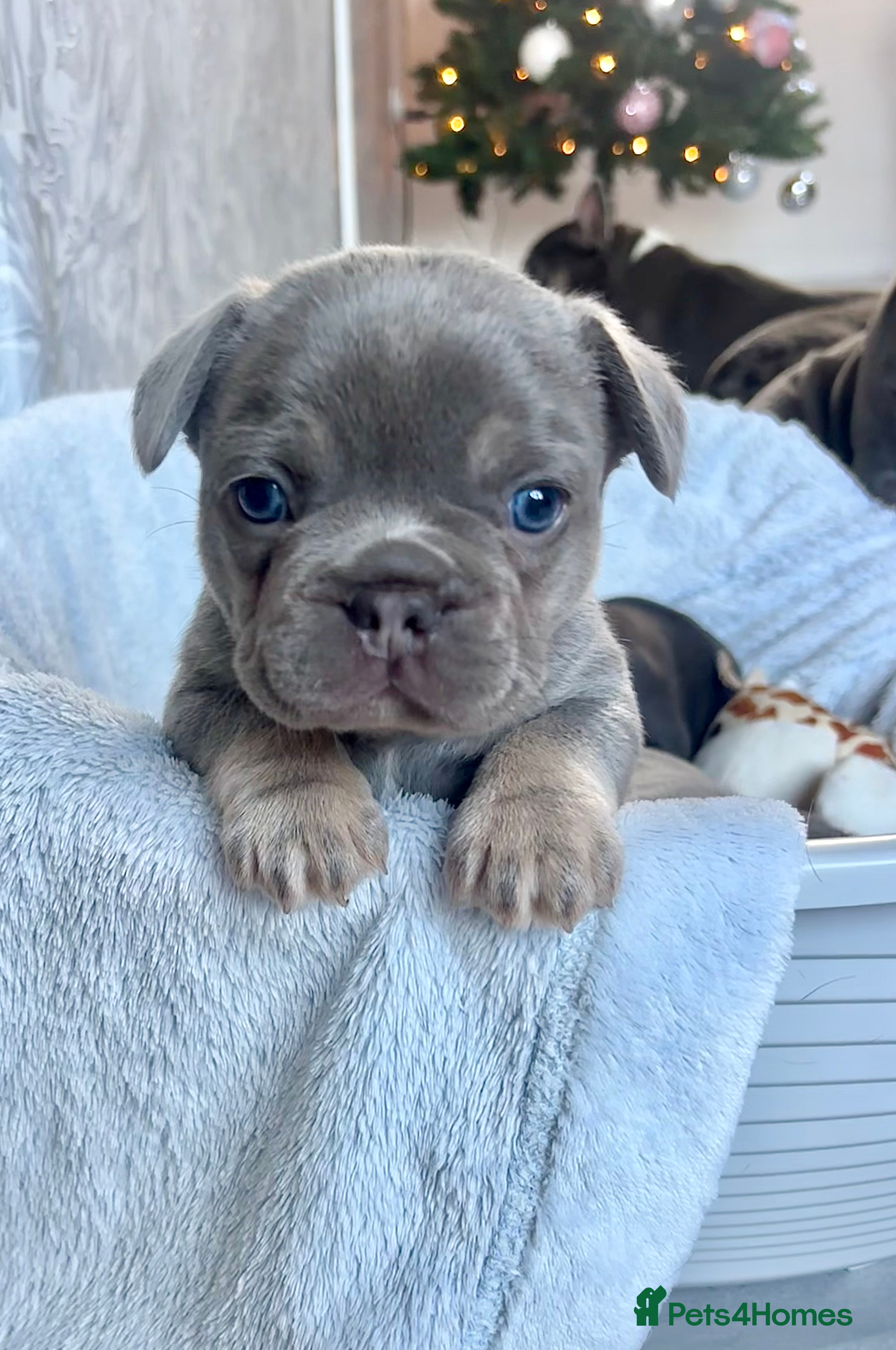 French Bulldog dogs 🤎🐻 Beautiful Quality Baby Dogs 🐻🤎 - Advert 12