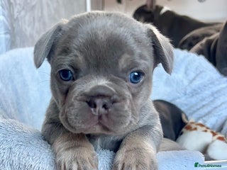 French Bulldog dogs 🤎🐻 Beautiful Quality Baby Dogs 🐻🤎 - Advert 12