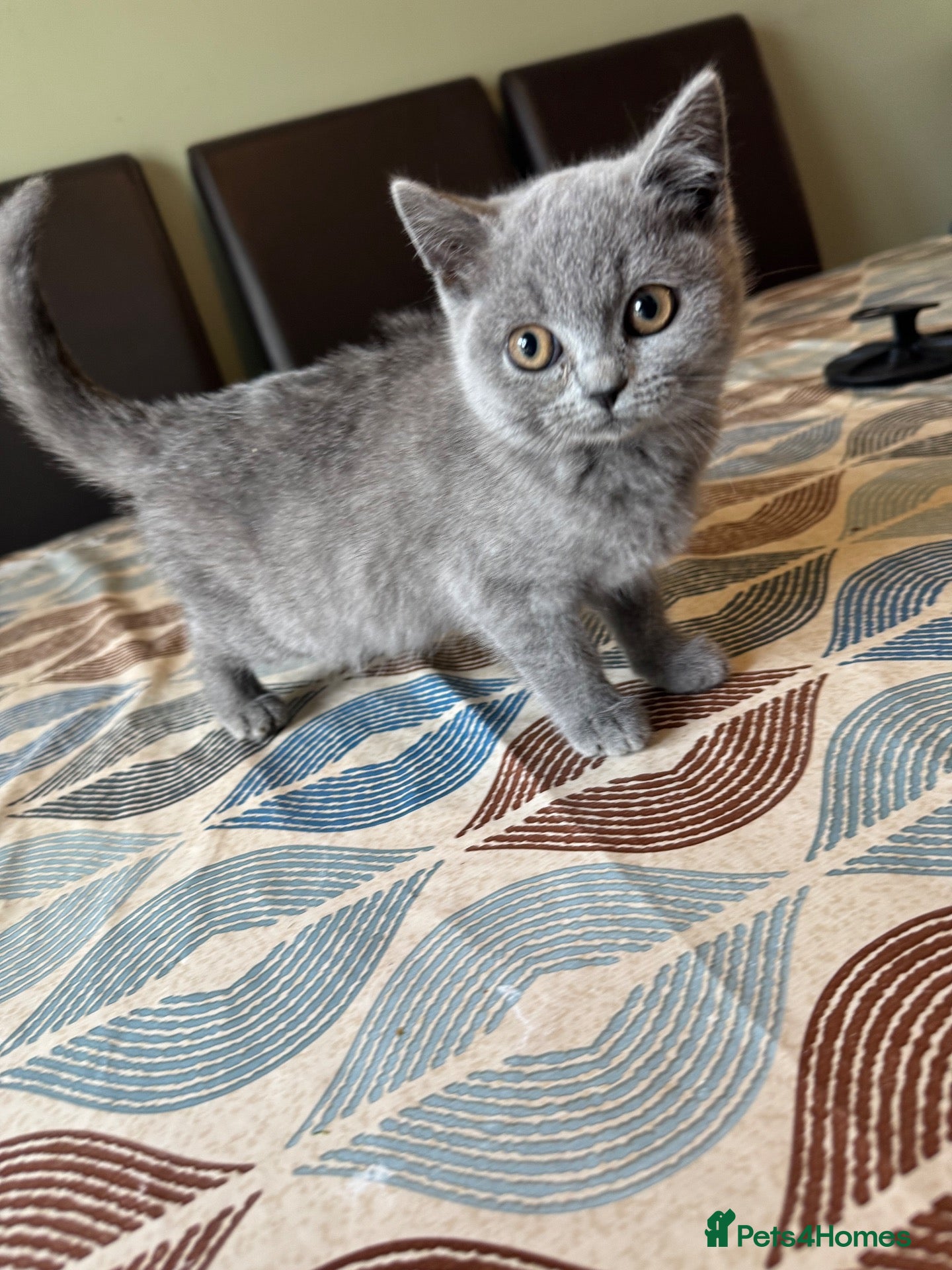 British Shorthair cats British short hair kittens - Advert 2
