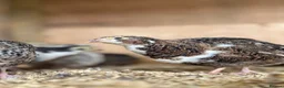 Mixed Breed poultry for sale: Selling Collection - Turkeys, Chickens and Quail - Advert 19